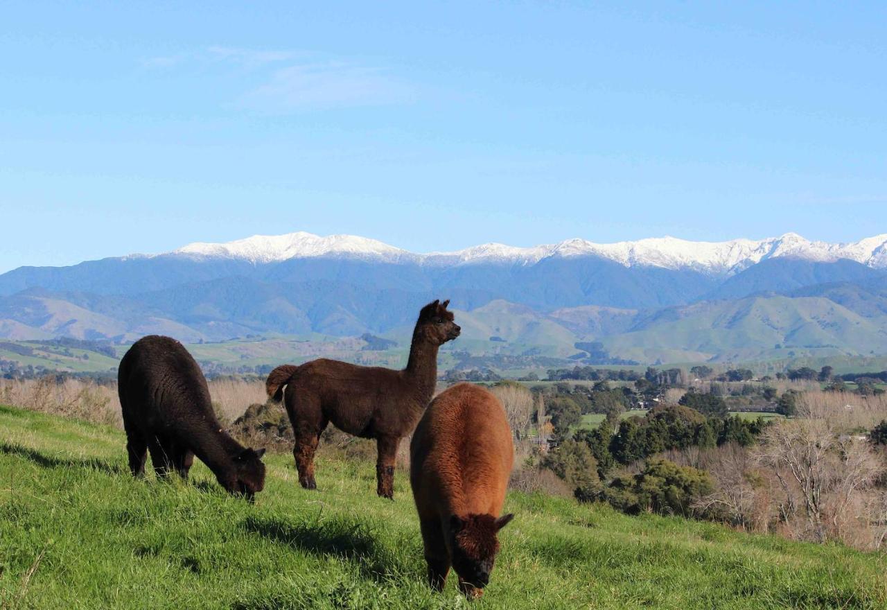 Gallin Farm Alpacas And Farmstay Masterton Exterior photo