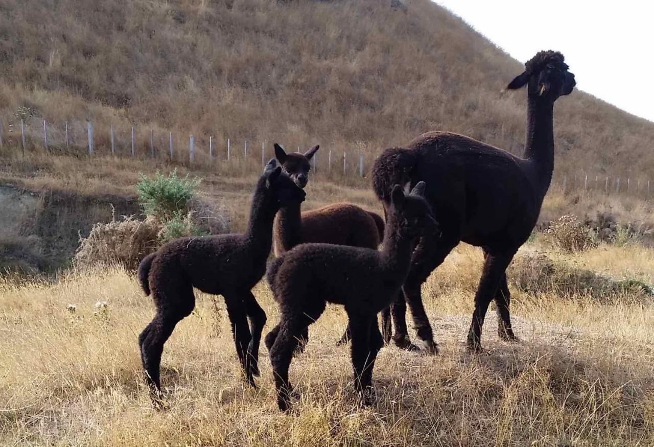 Gallin Farm Alpacas And Farmstay Masterton Exterior photo