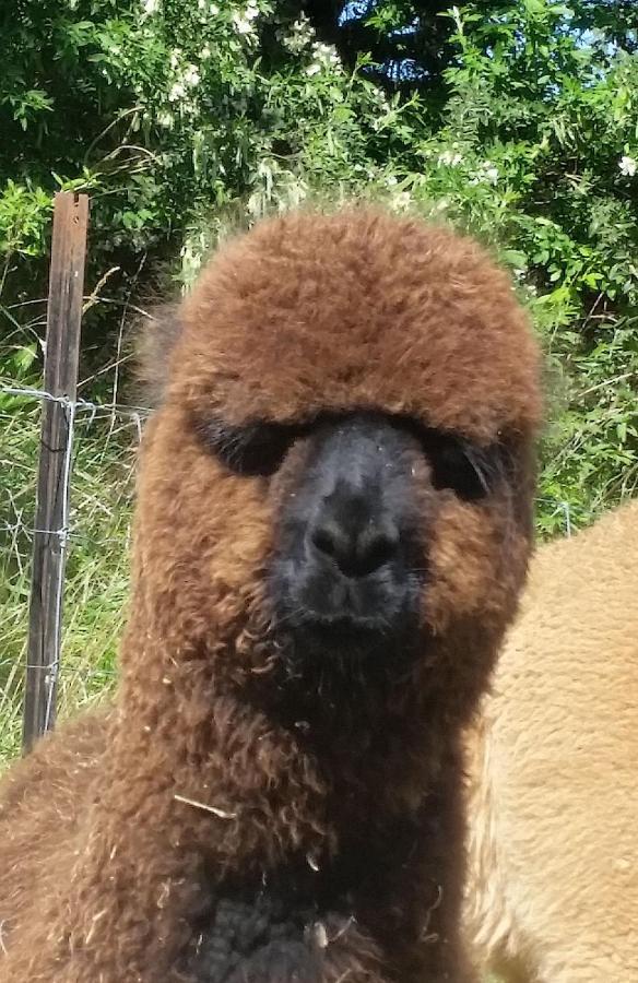 Gallin Farm Alpacas And Farmstay Masterton Exterior photo