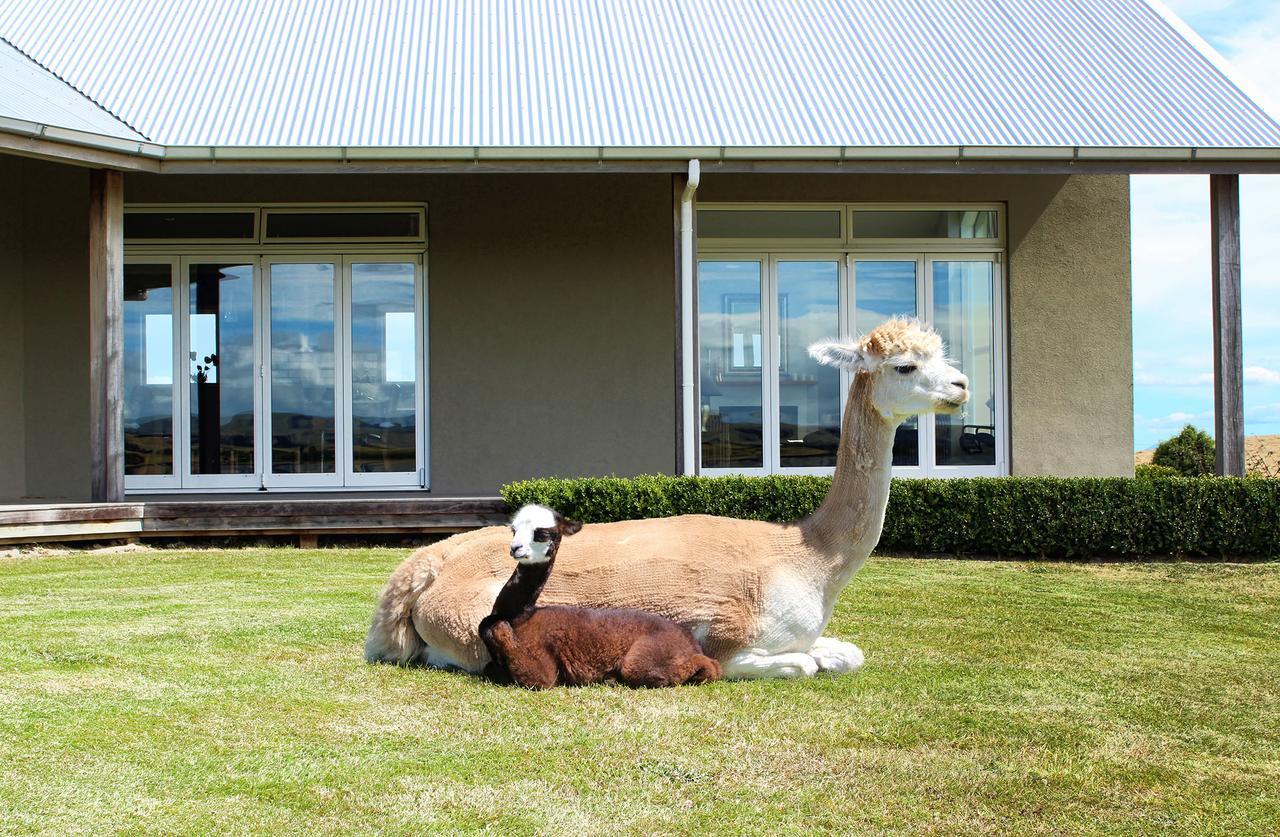 Gallin Farm Alpacas And Farmstay Masterton Exterior photo