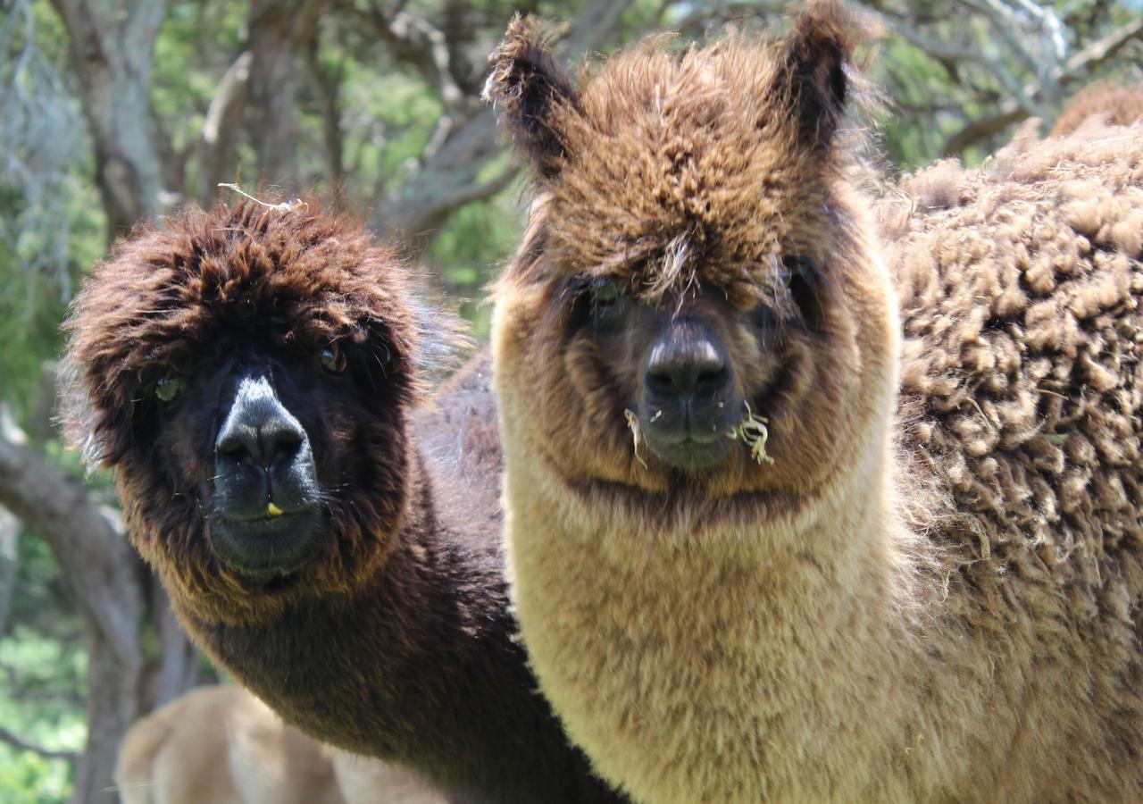 Gallin Farm Alpacas And Farmstay Masterton Exterior photo