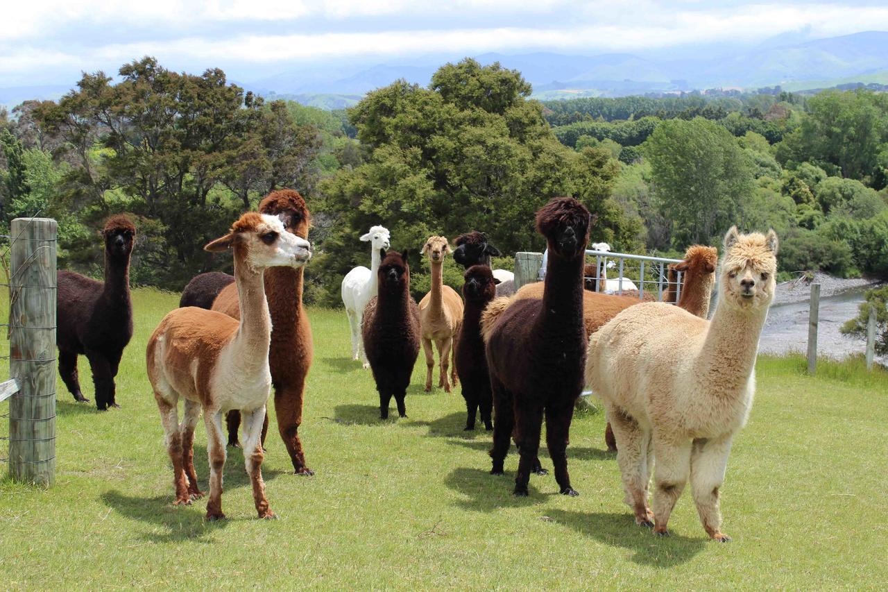 Gallin Farm Alpacas And Farmstay Masterton Exterior photo