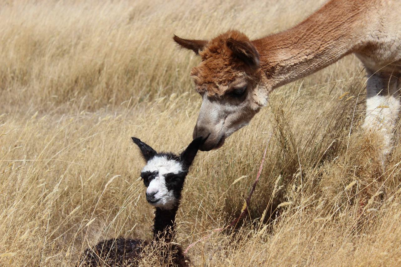 Gallin Farm Alpacas And Farmstay Masterton Exterior photo