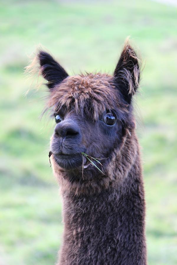 Gallin Farm Alpacas And Farmstay Masterton Exterior photo