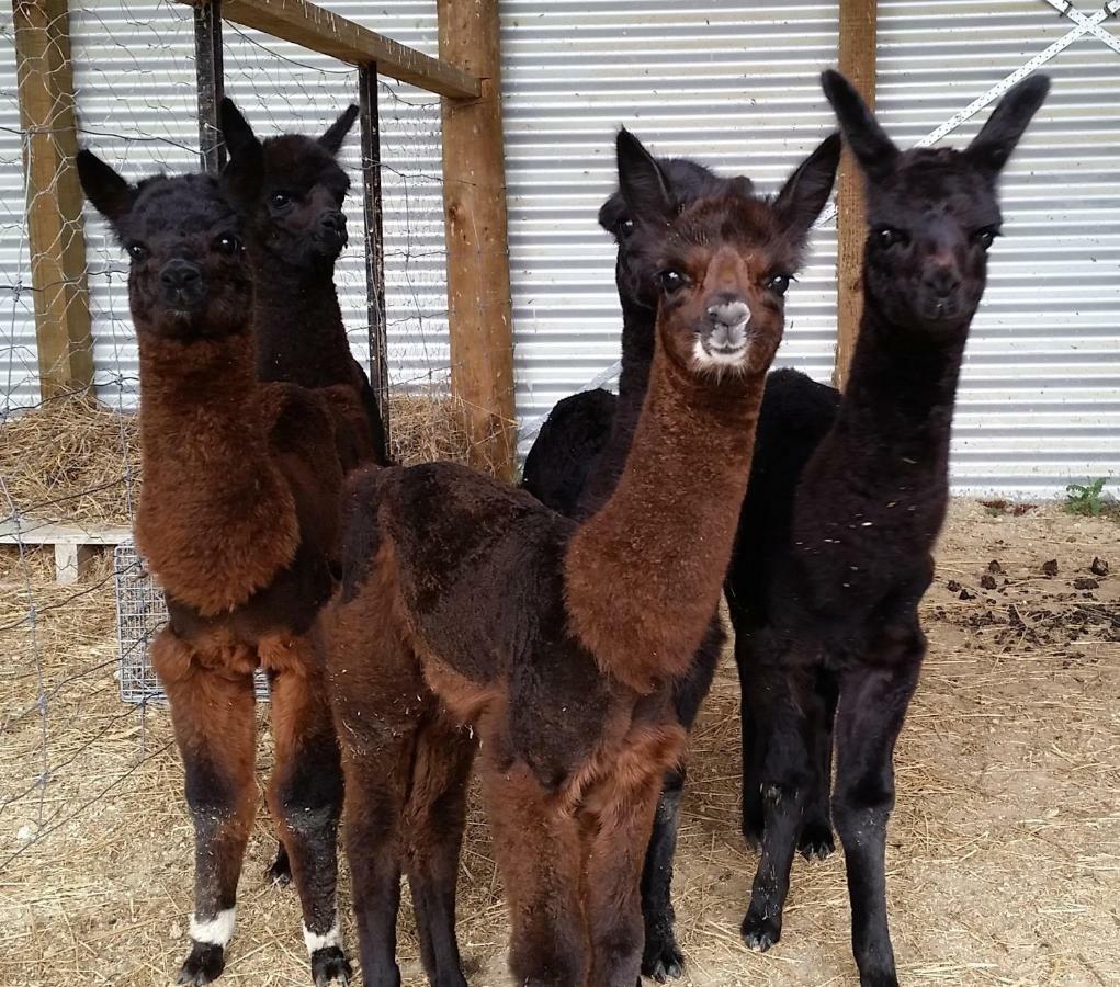 Gallin Farm Alpacas And Farmstay Masterton Exterior photo